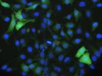 CDK1 Antibody in Immunocytochemistry (ICC/IF)