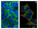 HDAC6 Monoclonal Antibody (236)