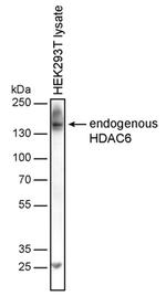 HDAC6 Antibody in Western Blot (WB)
