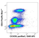 CX3CR1 Monoclonal Antibody (2A9-1)