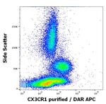 CX3CR1 Antibody in Flow Cytometry (Flow)