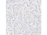 RNF168 Antibody in Immunohistochemistry (Paraffin) (IHC (P))