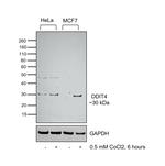 DDIT4 Recombinant Rabbit Monoclonal Antibody (PS00-10)