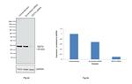 DDIT4 Antibody in Western Blot (WB)