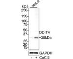 DDIT4 Antibody in Western Blot (WB)