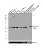 CYP11A1 Antibody in Western Blot (WB)
