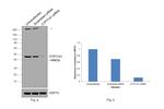 CYP11A1 Antibody in Western Blot (WB)