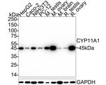 CYP11A1 Antibody in Western Blot (WB)