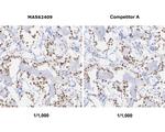 SP7 Antibody in Immunohistochemistry (Paraffin) (IHC (P))