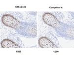 SP7 Antibody in Immunohistochemistry (Paraffin) (IHC (P))