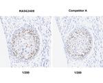 SP7 Antibody in Immunohistochemistry (Paraffin) (IHC (P))