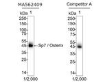SP7 Antibody in Western Blot (WB)