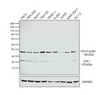 CRK Antibody in Western Blot (WB)