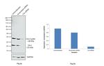CRK Antibody in Western Blot (WB)
