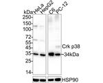 CRK Antibody in Western Blot (WB)