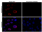Aquaporin 3 Antibody in Immunohistochemistry (Paraffin) (IHC (P))