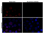 Aquaporin 3 Antibody in Immunohistochemistry (Paraffin) (IHC (P))