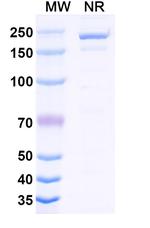 Cirevetmab Recombinant Canine Monoclonal Antibody