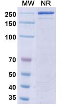 Riltovetbart Recombinant Canine Monoclonal Antibody