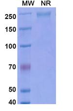 Ebrasodebart Recombinant Human Monoclonal Antibody