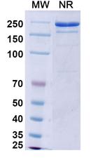 Vixticibart Recombinant Human Monoclonal Antibody
