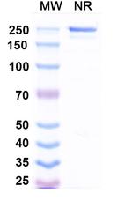 CD22 (Suciraslimab Biosimilar) Recombinant Human Monoclonal Antibody