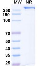 Mozistobart Humanized Recombinant Human Monoclonal Antibody