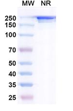 MUC1 (Pemtumomab Biosimilar) Recombinant Mouse Monoclonal Antibody