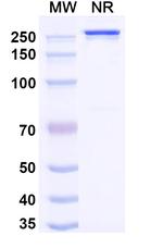 Her-3 (ErbB3) (Nezutatug Biosimilar) Recombinant Human Monoclonal Antibody