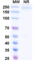 Tegoprubart Recombinant Human Monoclonal Antibody