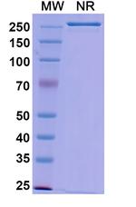 CD73 (Uprevstobart Biosimilar) Recombinant Human Monoclonal Antibody