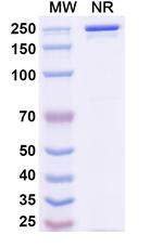 Ansipastobart Recombinant Human Monoclonal Antibody
