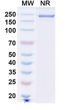 Leukotuximab Antibody in SDS-PAGE (SDS-PAGE)