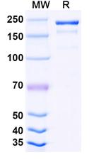 LAG-3 (CD223) (Tuparstobart Biosimilar) Recombinant Human Monoclonal Antibody