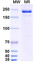 Negalstobart Recombinant Human Monoclonal Antibody