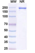 CTLA-4 (CD152) (Tuvonralimab Biosimilar) Recombinant Human Monoclonal Antibody
