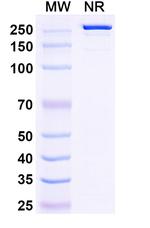 Firastotug Recombinant Human Monoclonal Antibody