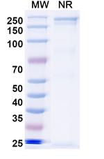 Sovipostobart Recombinant Human Monoclonal Antibody