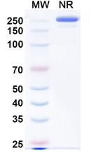CTLA-4 (CD152) (Evalstotug Biosimilar) Recombinant Human Monoclonal Antibody