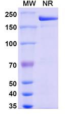 CD38 (Modakafusp alfa Biosimilar) Recombinant Human Monoclonal Antibody
