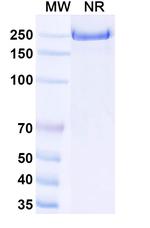 CD38 (Lumrotatug Biosimilar) Recombinant Human Monoclonal Antibody