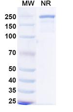 Mecbotamab Humanized Recombinant Human Monoclonal Antibody