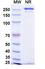 IL4R (Manfidokimab Biosimilar) Recombinant Human Monoclonal Antibody