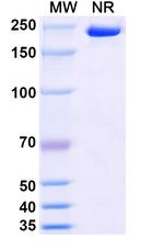 Stapokibart Recombinant Human Monoclonal Antibody