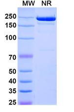 IL4R (Comekibart Biosimilar) Recombinant Human Monoclonal Antibody