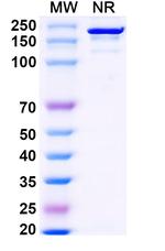 Falbikitug Recombinant Human Monoclonal Antibody