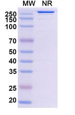 Abiprubart Humanized Antibody in SDS-PAGE (SDS-PAGE)