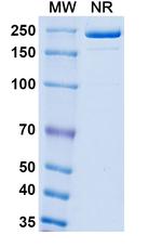 Boserolimab Recombinant Human Monoclonal Antibody