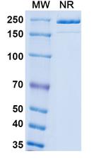 Endothelin A Receptor (Patecibart Biosimilar) Recombinant Human Monoclonal Antibody