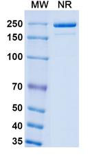 Luveltamab Humanized Recombinant Human Monoclonal Antibody